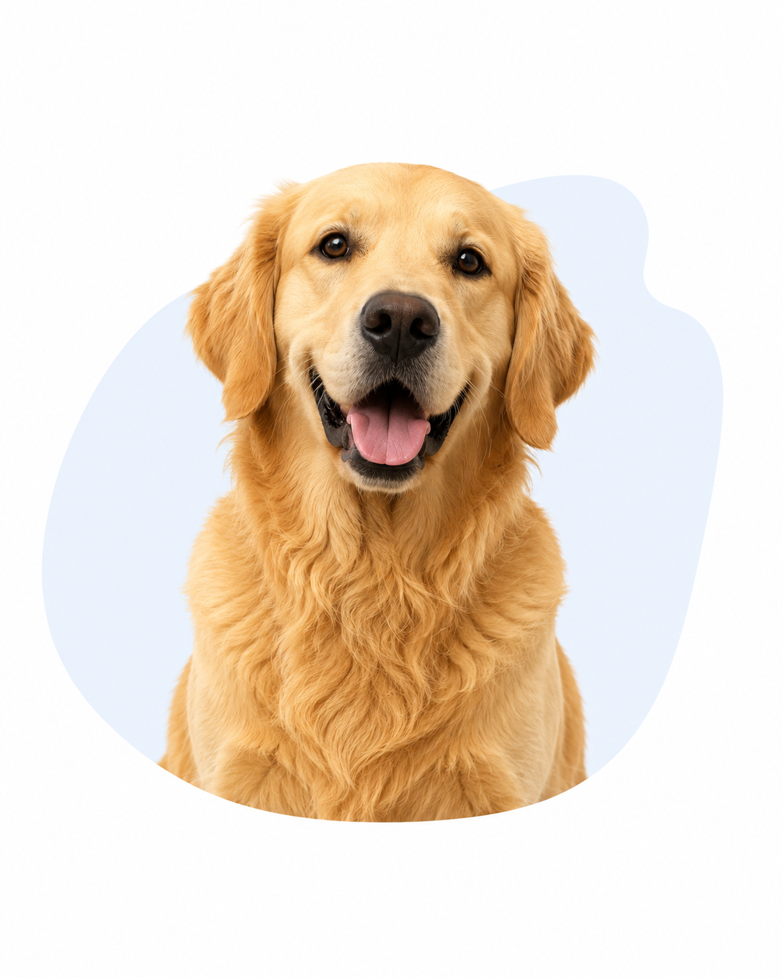 A happy golden retriever